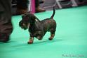 Crufts2011_2 1114